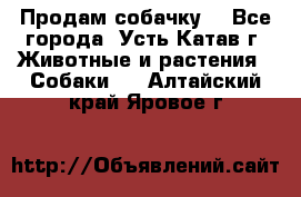 Продам собачку  - Все города, Усть-Катав г. Животные и растения » Собаки   . Алтайский край,Яровое г.